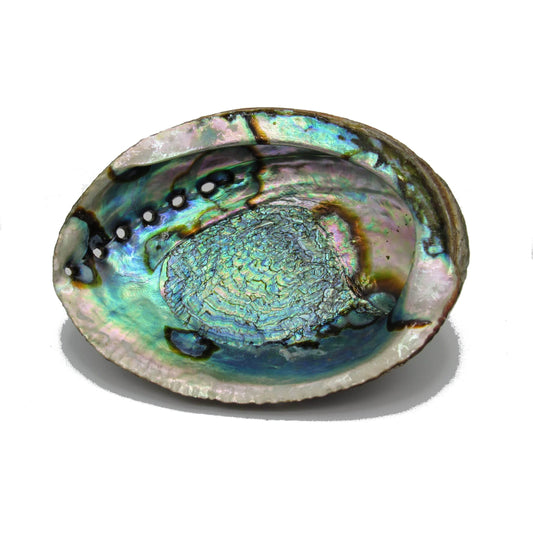 Abalone Shell