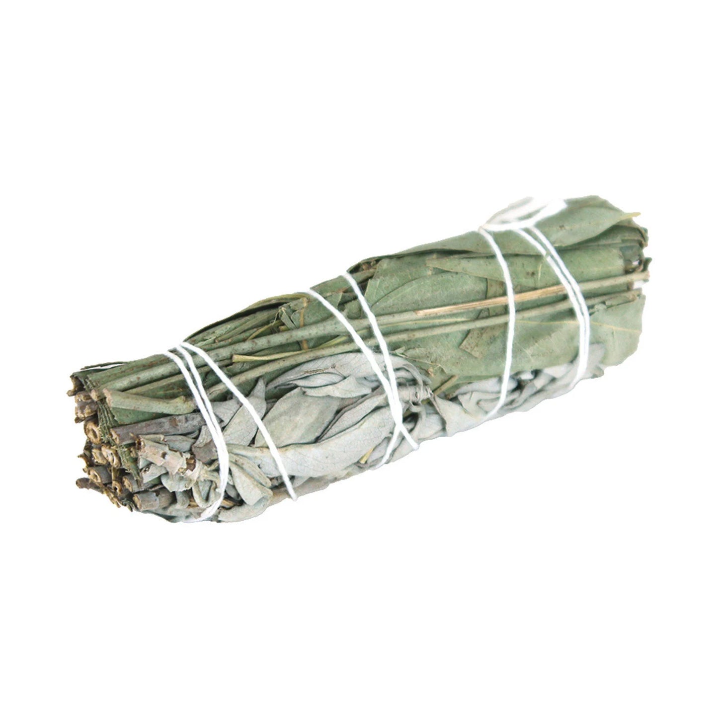 4" Eucalyptus with White Sage (Protection - Spiritual Healing - Strengthens Immunity)